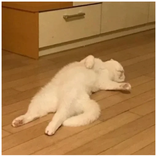 этаж комнатный животное