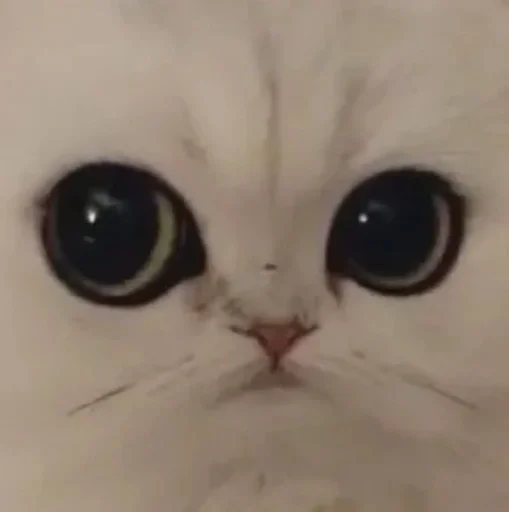 BFG :: @fStikBot - животное