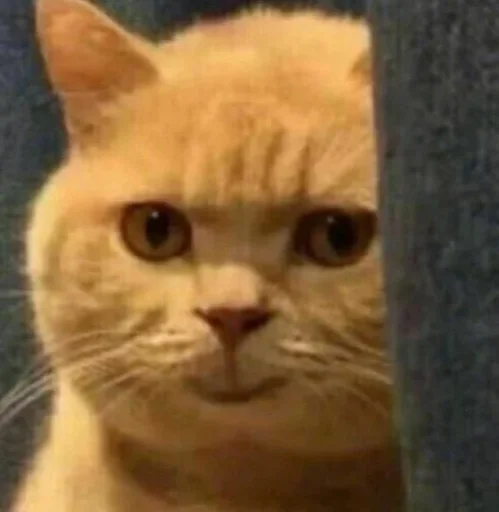 животное млекопитающее кошка