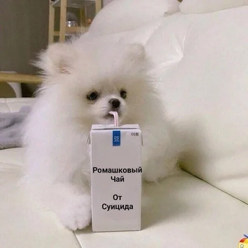 животное домашнее животное собака