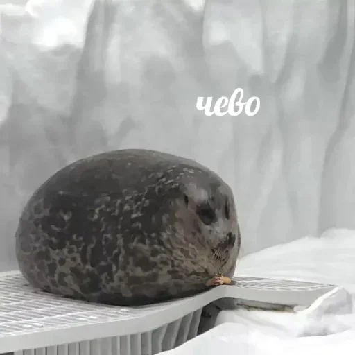 Sticker bgnLKxy_by_achestickbot - 1