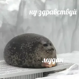 Sticker Больше стиков тут: @stikery4 - 4