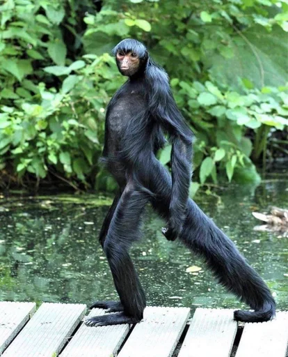 Стикер сашка в попе какашка :: @fStikBot - 11