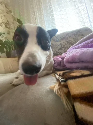 Стикер сашка в попе какашка :: @fStikBot - 10