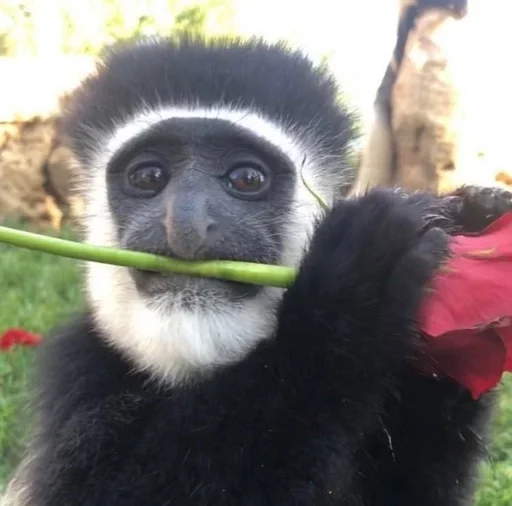 Стикер сашка в попе какашка :: @fStikBot - 5