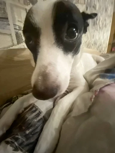 Стикер сашка в попе какашка :: @fStikBot - 1