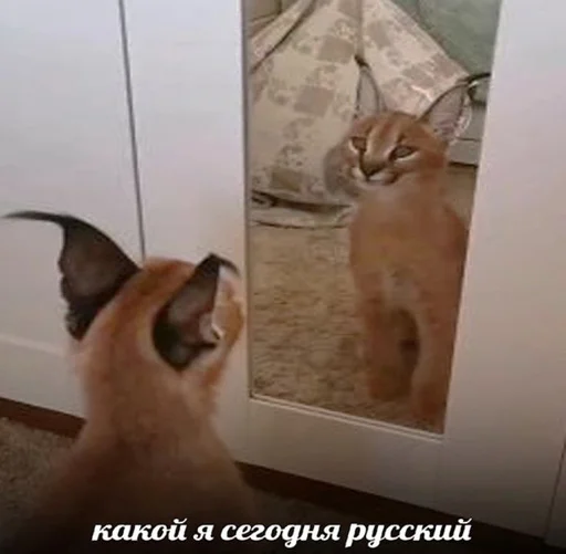 кошка животное млекопитающее