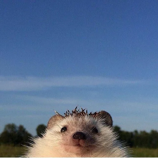 млекопитающее животное небо