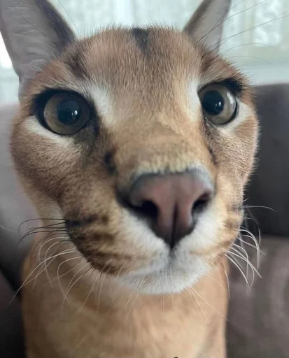 животное кошка млекопитающее