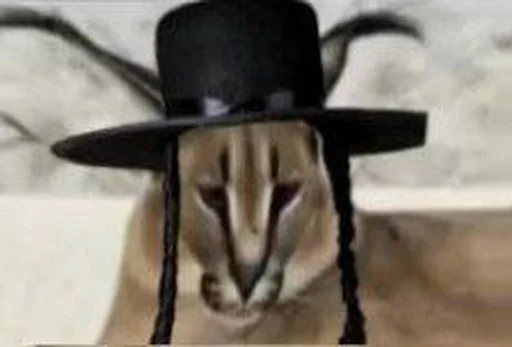 животное млекопитающее кошка