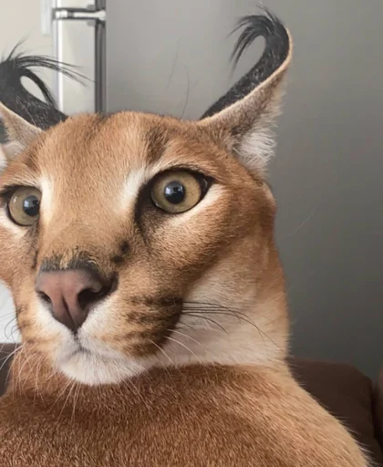 животное кошка млекопитающее