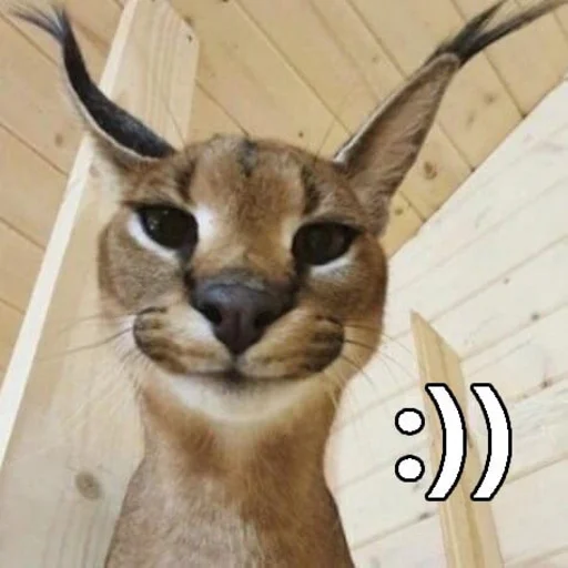 животное млекопитающее кошка