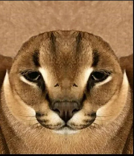 животное кошка млекопитающее