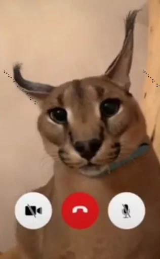 кошка животное млекопитающее