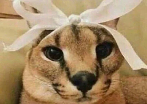 кошка животное усы