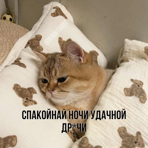 Стикер bibinto - 10