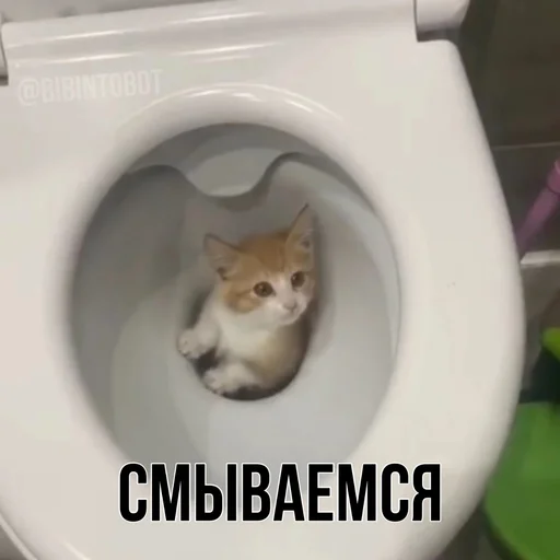 Стикер bibinto - 5