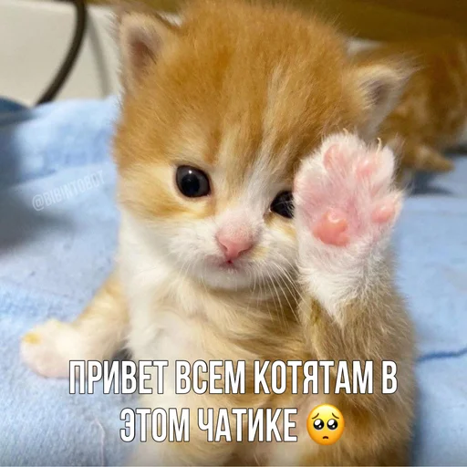 Стикер bibinto - 4