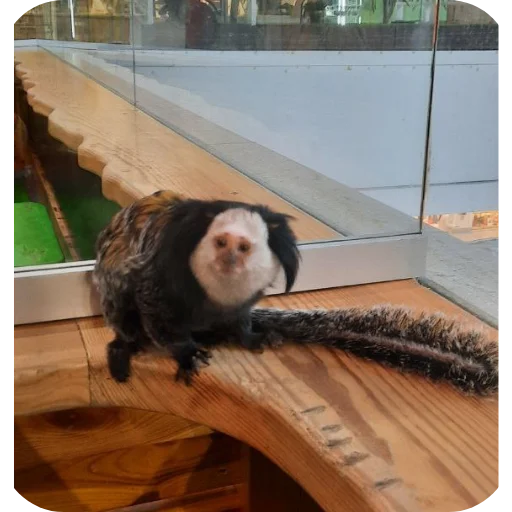 Бибизяны пан - 