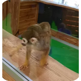 Стикер Бибизяны пан - 2