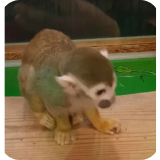 Стикер Бибизяны пан - 4