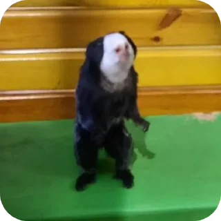 Стикер Бибизяны пан - 1