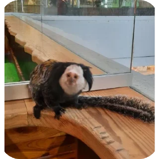 Стикер Бибизяны пан - 3