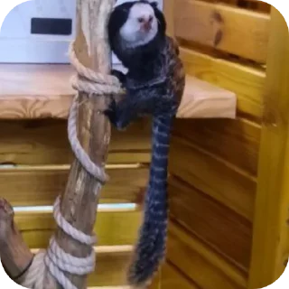 Стикер Бибизяны пан - 0