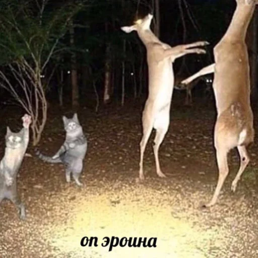 animal mammal ground