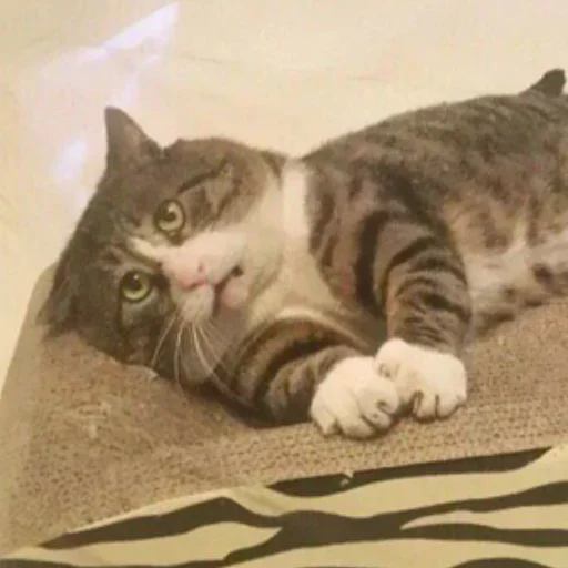 small to medium-sized cats felidae cat