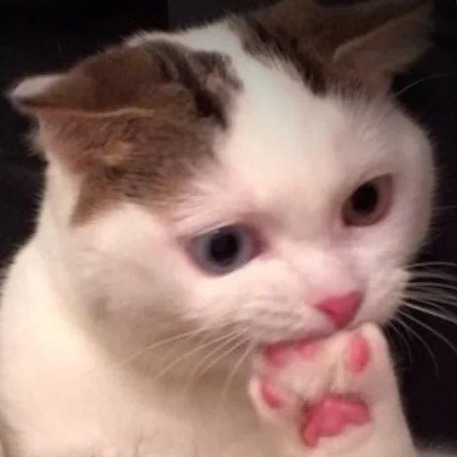 млекопитающее животное кошка