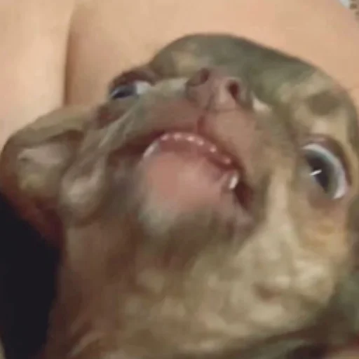 животное порода собак млекопитающее