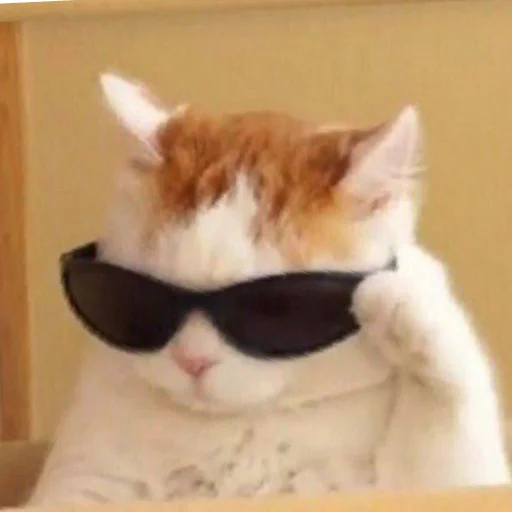 кошка одежда солнечные очки