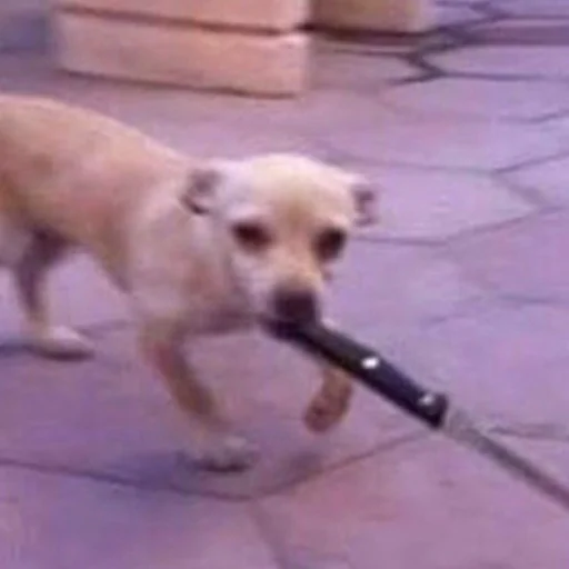 собака животное порода собак