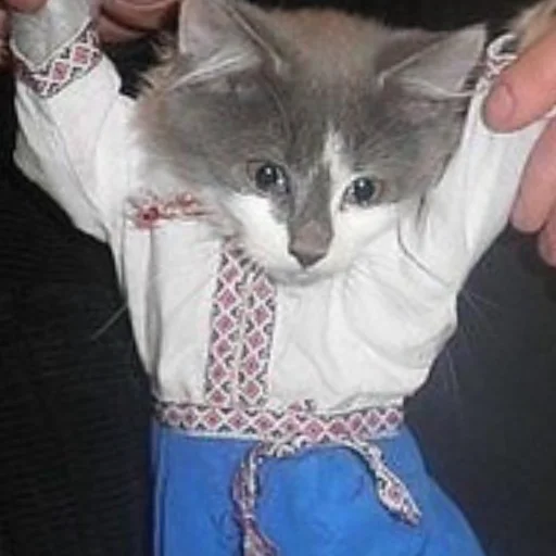 млекопитающее Человек животное