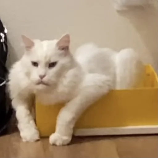 кошки малого и среднего размера животное кошка