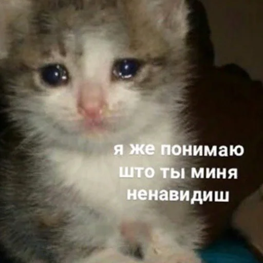 млекопитающее животное кошка