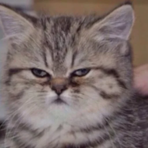 животное кошка млекопитающее