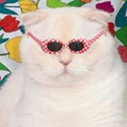 кошка кошки малого и среднего размера животное