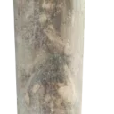 плесень искусство