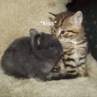 Стикер @bigbodybenzz 👄 - 10