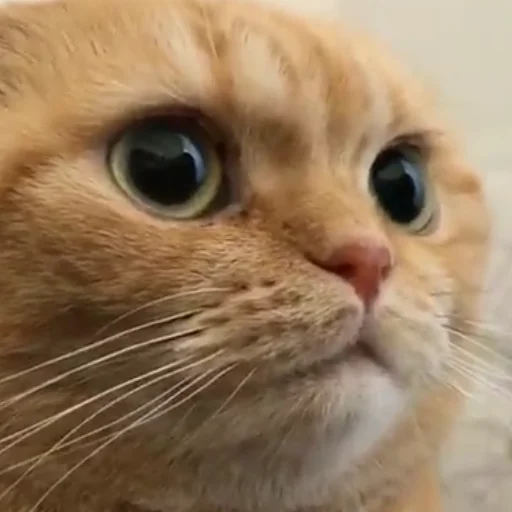 Cringe-pack by @Mifuru - 