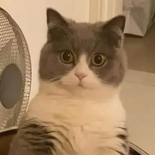 Sticker bigcringepack - 1