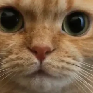 Sticker Cringe-pack by @Mifuru - 1