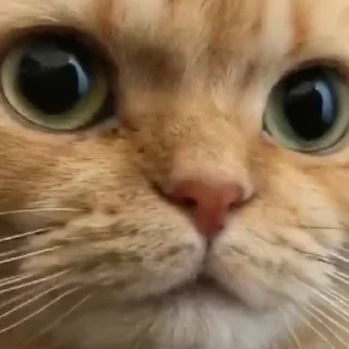 Sticker Cringe-pack by @Mifuru - 11