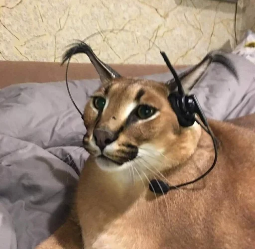 животное кошка млекопитающее