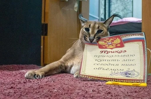 кошка животное млекопитающее