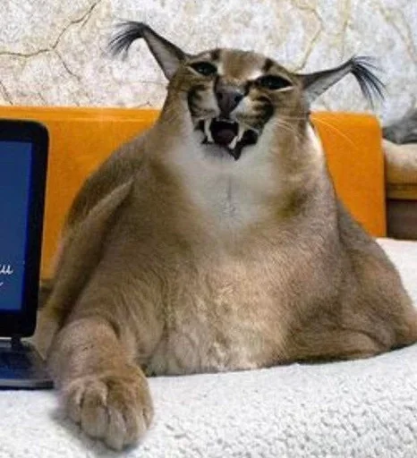 животное кошка млекопитающее