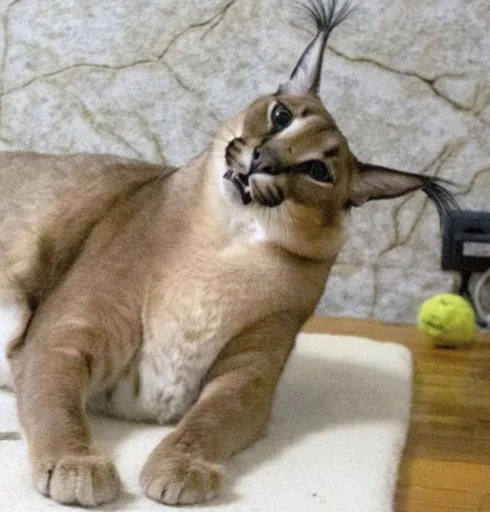 кошка животное млекопитающее