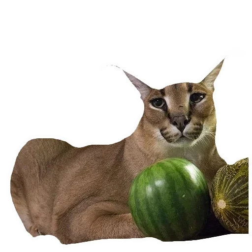 fruit natural foods mammal